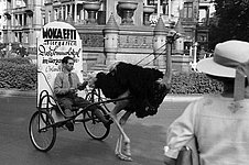 An ostrich carries an advertising sign through the streets. Baden-Württemberg State Archives, photographer Willy Pragher, CC BY 3.0 de. Source: wikimedia.org
