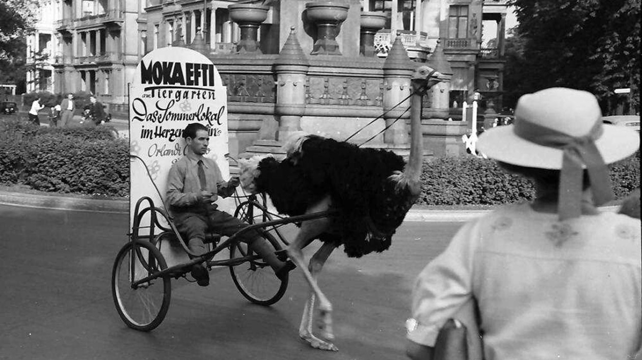 Vogel Strauß trägt Reklamehalter durch die Straßen. Landesarchiv Baden-Württemberg, Fotograf Willy Pragher, CC BY 3.0 de. Quelle: wikimedia.org
